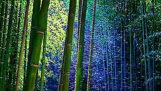 Juknokwon Bamboo Forest – South Jeolla, South Korea