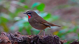Siberian Rubythroat – Natural Bird Sound