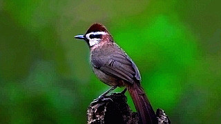 White-browed Laughingthrush – Natural Bird Sound