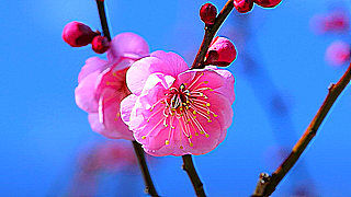 Beautiful Blooming Plum in Showa Kinen Park, Tokyo