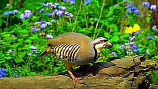 Chukar Partridge – Natural Bird Sound