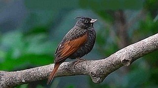 Crested Bunting – Natural Bird Sound