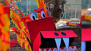 Denver Zoo Celebrates the Year of the Tiger – Colorado, US