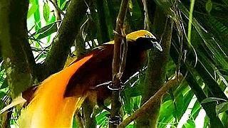 Greater Bird-of-paradise – Natural Bird Sound