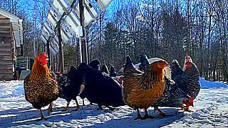 Hanging with the Chickens & Bunny – Homestead in Maine, US