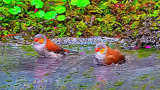Orange-cheeked Waxbill – Natural Bird Sound