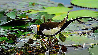 Pheasant-tailed Jacana – Natural Bird Sound