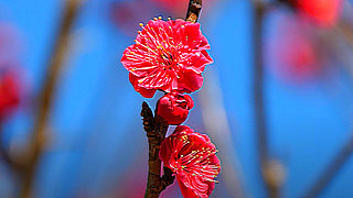  Plum Blossoms Heralds Spring – Showa Kinen Park, Tokyo
