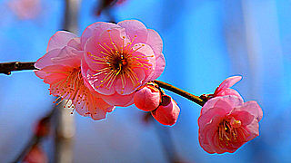 Plum Blossoms in Fuchu City Local Forest Museum, Tokyo
