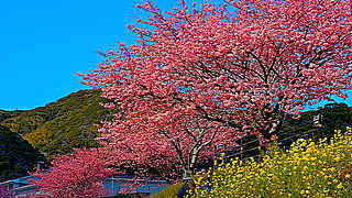 Sakura and Rapeseed Flower Festival – Minamiizu, Japan