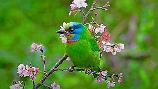 Taiwan Barbet – Natural Bird Sound