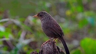 Taiwan Hwamei – Natural Bird Sound