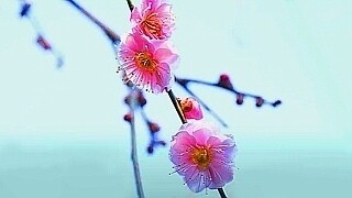 Cherry Blossoms in Keio Mogusaen – Hino, Tokyo
