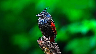 Crested Bunting (Male)