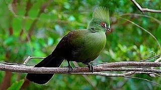 Green Turaco – Natural Bird Sound