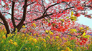 Matsuda Cherry Blossom Festival – Kanagawa, Japan