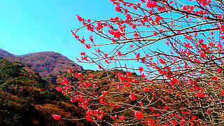 Plum Blossoms in Makuyama Park – Kanagawa, Japan