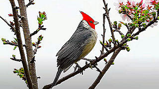 Red-crested Cardinal – Natural Bird Sound