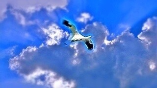 Siberian White Crane – Natural Bird Sound