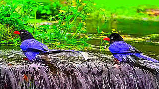 Taiwan Blue Magpie – Natural Bird Sound