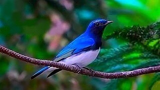 Blue-and-white Flycatcher – Natural Bird Sound