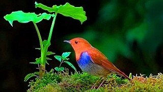 Japanese Robin – Natural Bird Sound