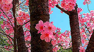 Sakura and Tulips in National Showa Memorial Park, Tokyo
