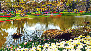 Spring Flowers in National Showa Memorial Park, Tokyo