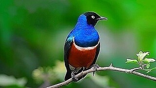 Superb Starling – Natural Bird Sound