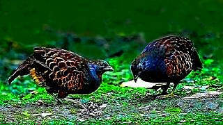 Taiwan Bamboo Partridge – Natural Bird Sound