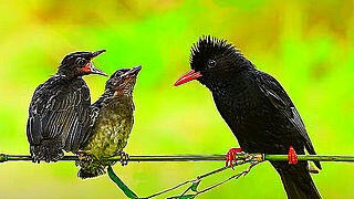 Black Bulbul – Feeding Chicks