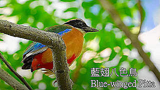 Blue-winged Pitta – Natural Bird Sound