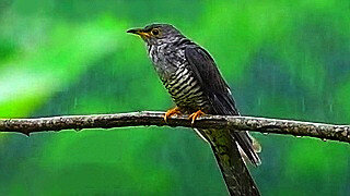 Himalayan Cuckoo – Natural Bird Sound