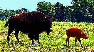 New Additions on an American Bison Ranch