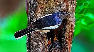 Oriental Magpie Robin – Chick Feeding Time