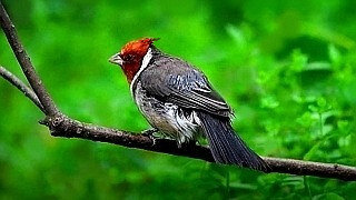 Red-crested Cardinal after the Rain