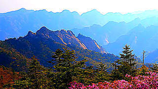 Azalea Flowers on the Seoraksan Mountain, South Korea