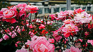 Beautiful Nakanoshima Rose Garden in Osaka
