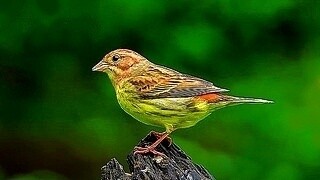 Chestnut Bunting (Female)