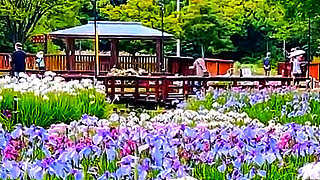 Iris Garden in Yamadaike Park – Hirakata, Japan