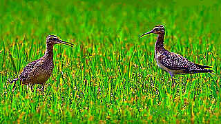 Little Curlew