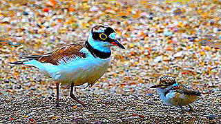 Little Ringed Plover and its Feeding Chick
