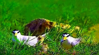 Little Tern Family