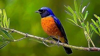 Rufous-bellied Niltava – Natural Bird Sound