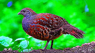 Taiwan Bamboo Partridge