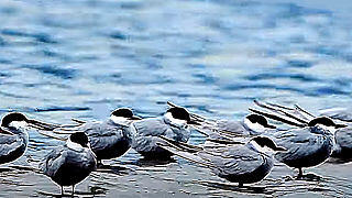 Whiskered Tern