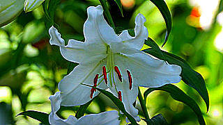 Casablanca Lily in Bloom – National Showa Memorial Park, Tokyo