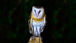 Chinese Grass Owl – Natural Bird Sound