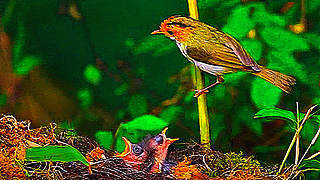 Rufous-faced Warbler – Natural Bird Sound