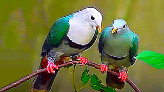 Black-chinned Fruit Dove – Natural Bird Sound
